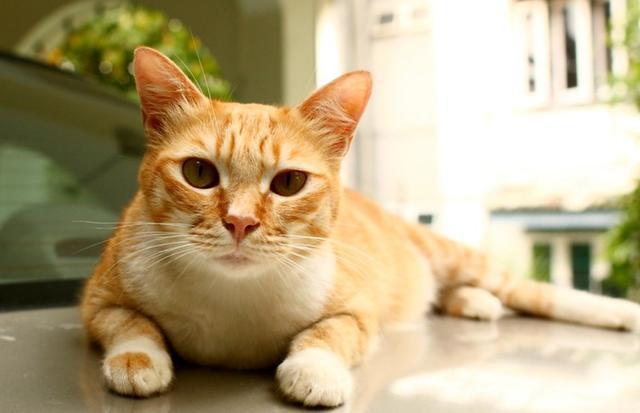 hjc888黄金城宠物