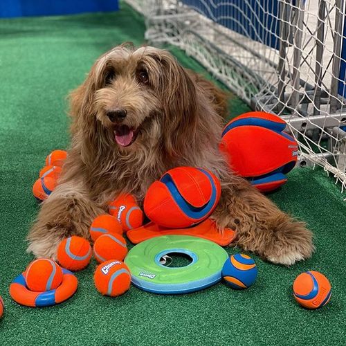 hjc888黄金城宠物