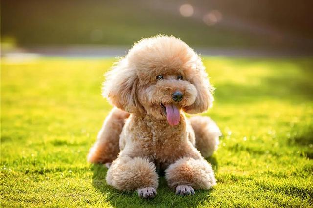 hjc888黄金城宠物